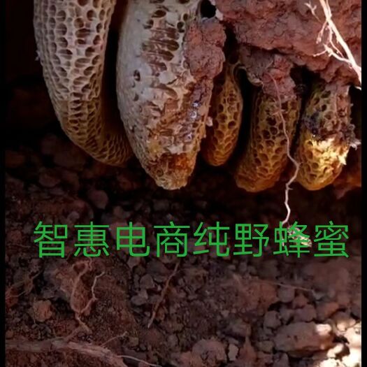弥勒市土蜂