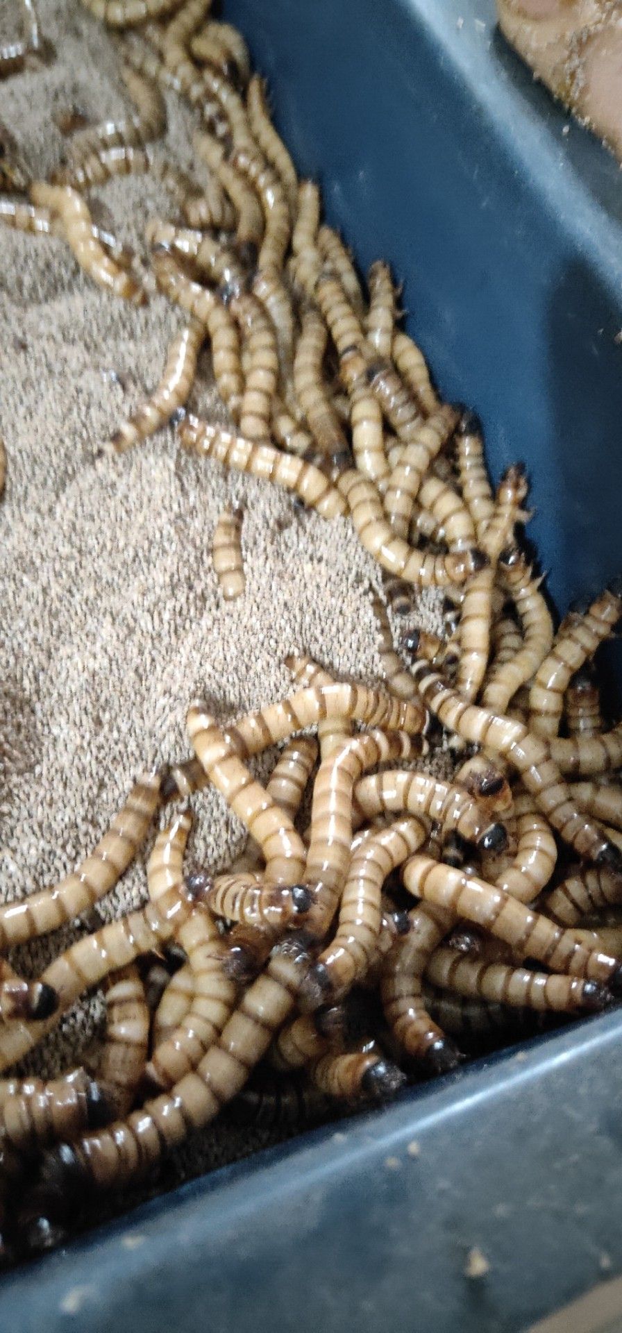 大麦虫  龙鱼饲料金银红龙鱼专用鱼食