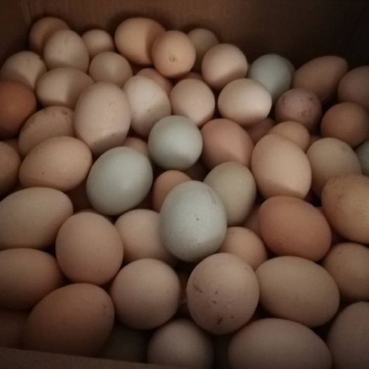 天津笨鸡蛋 食用 散装