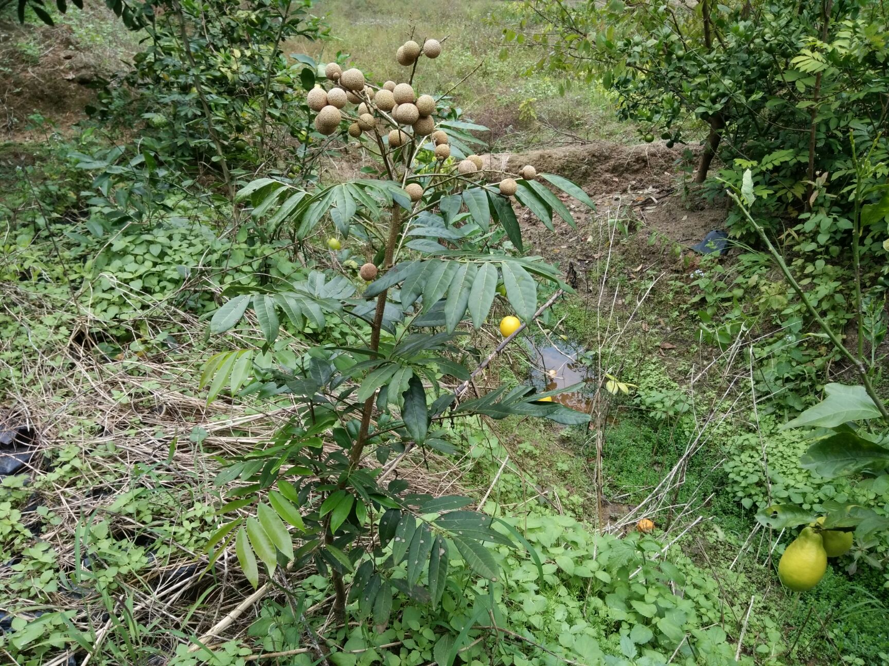 石峡龙眼树苗