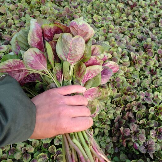 襄樊红苋菜 25-30cm 鲜绿