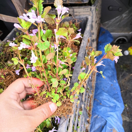 定州市金钱草