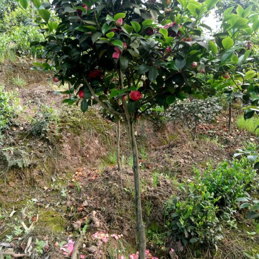 高县山茶花 140cm以上