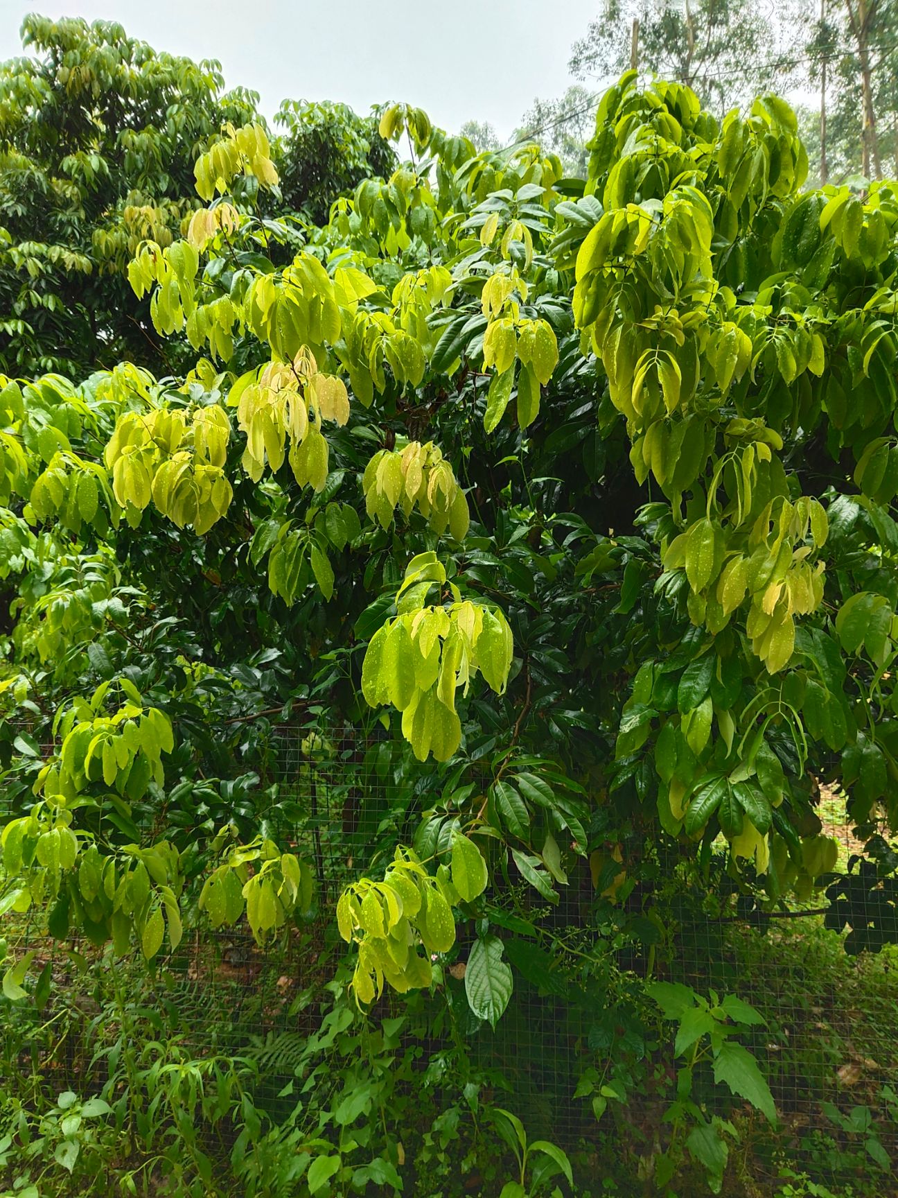 仙进奉荔枝苗 仙进奉荔枝