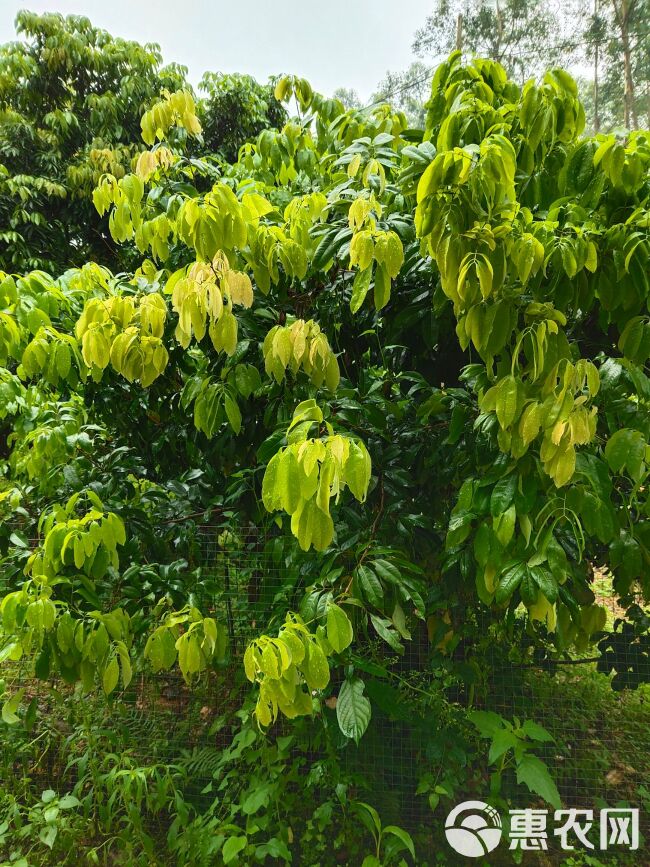 仙进奉荔枝苗 仙进奉荔枝