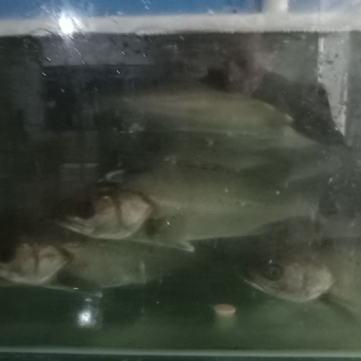 鲜活海鲈鱼