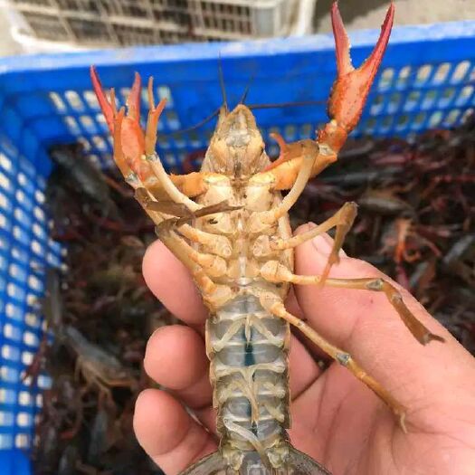 重庆市清水小龙虾 7-9钱 人工养殖