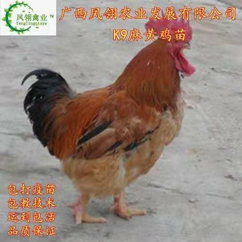 南宁K9鸡苗
