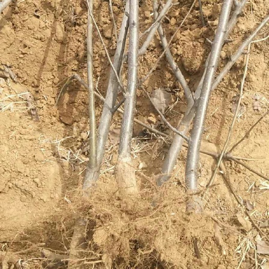 北镇市红富士苹果苗  苹果树 桃树 梨树 葡萄树各种占地苗木