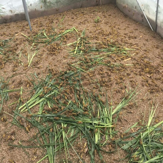 莱阳市蚂蚱 质量是第一服务态度第一