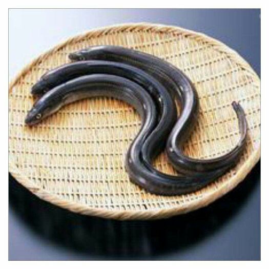 余干县欧洲鳗 人工养殖 30-60cm 0.6-0.8公斤
