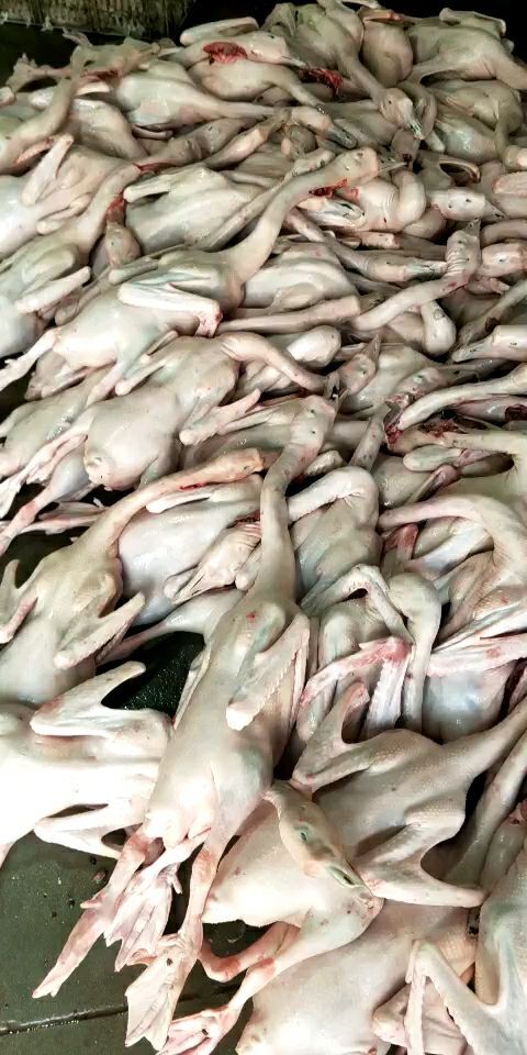 滨海县大三花鹅 8-10斤 统货 半圈养半散养