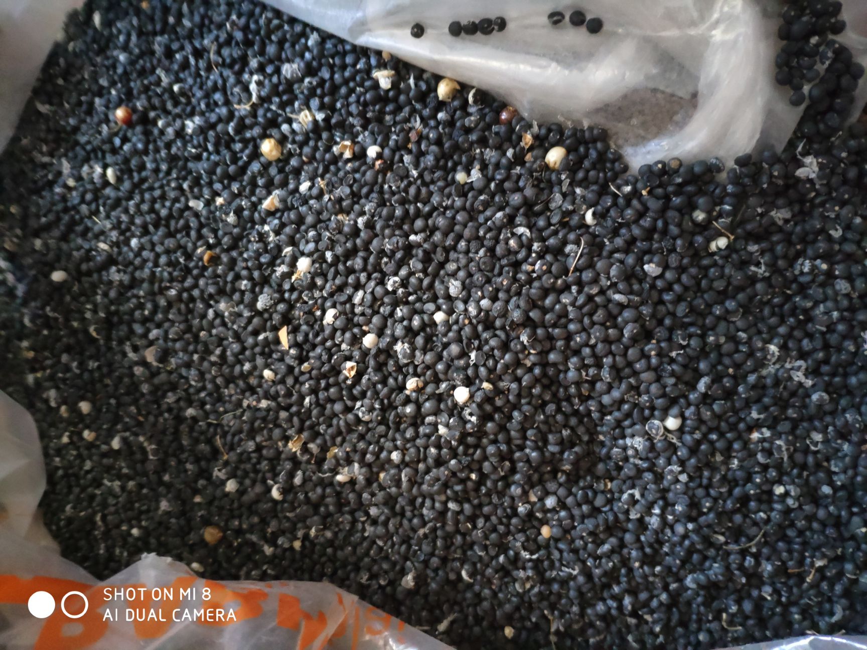 山东供应高发芽率85%以上芦笋种子种苗附技术指导支持散装发货