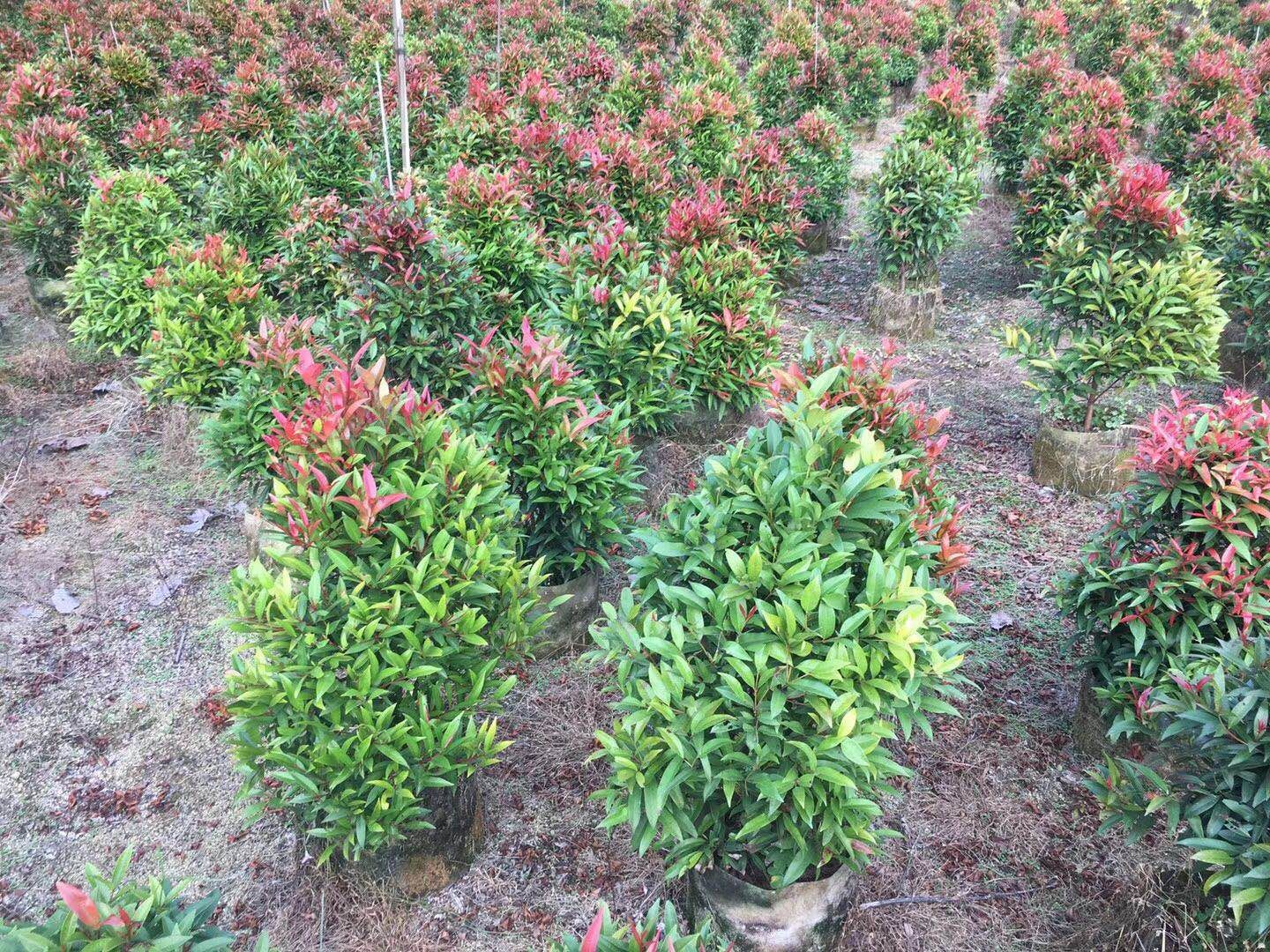 非洲茉莉
