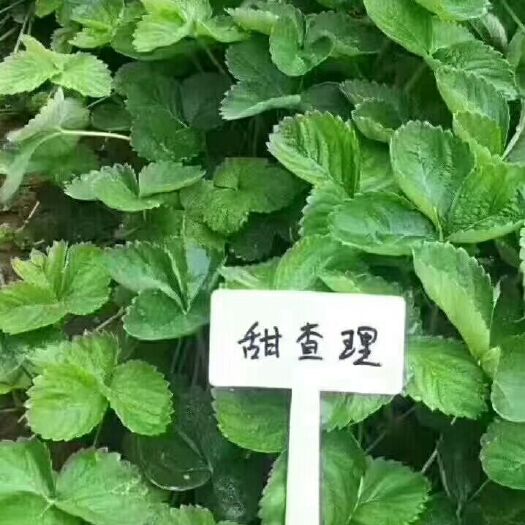 泰安甜查理草莓苗 10~20公分 地栽苗