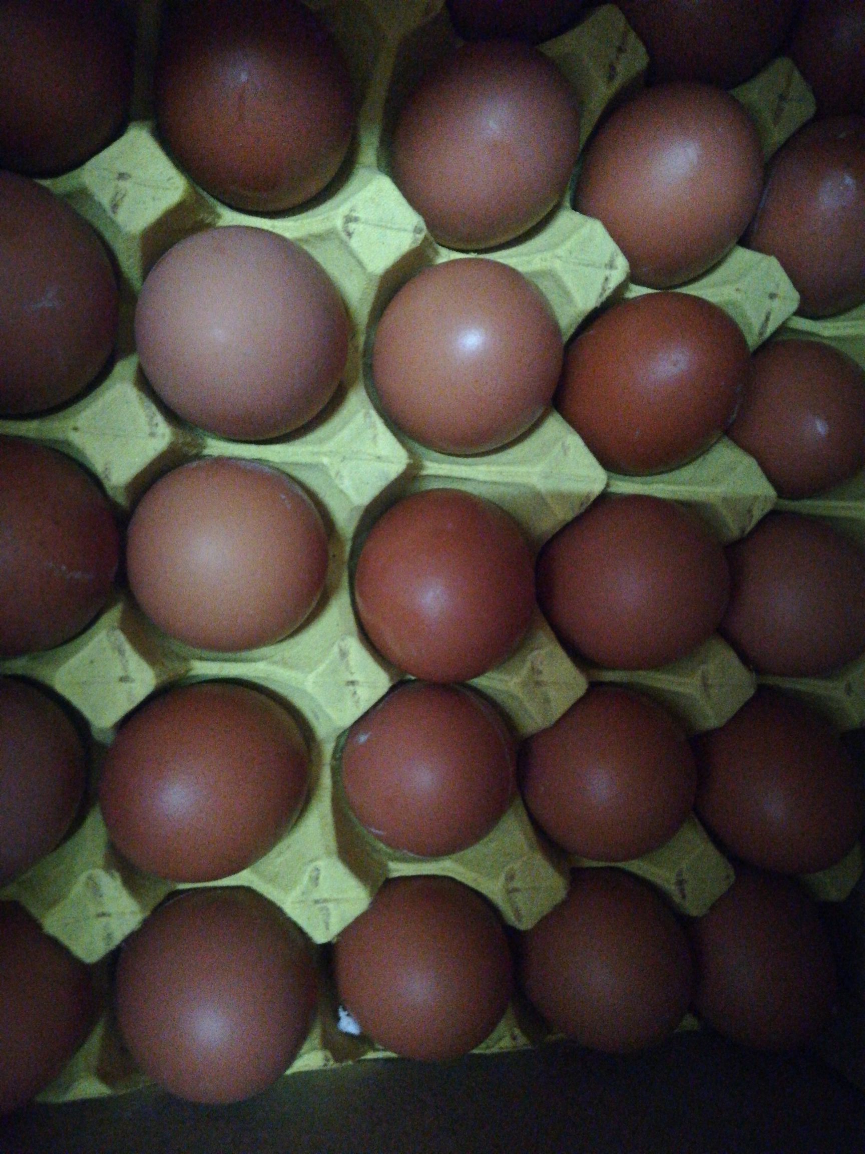黑山褐壳鸡蛋图片