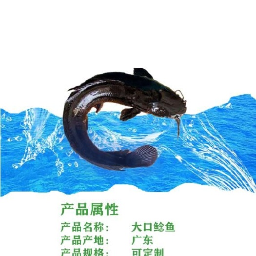 东莞市鲶鱼苗