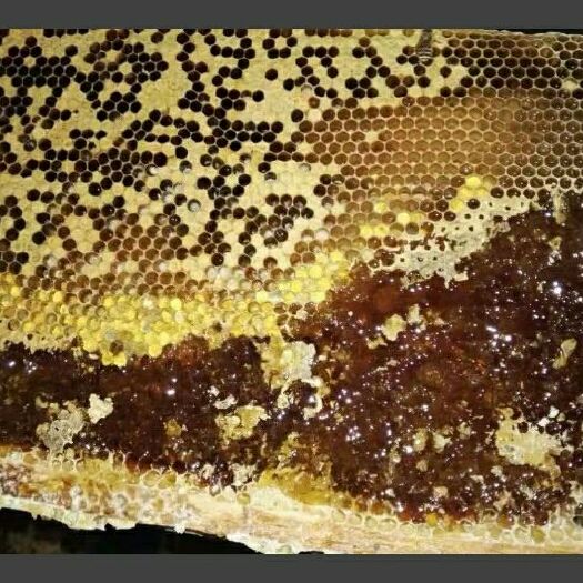资中县土蜂蜜 塑料瓶装 1年 98%