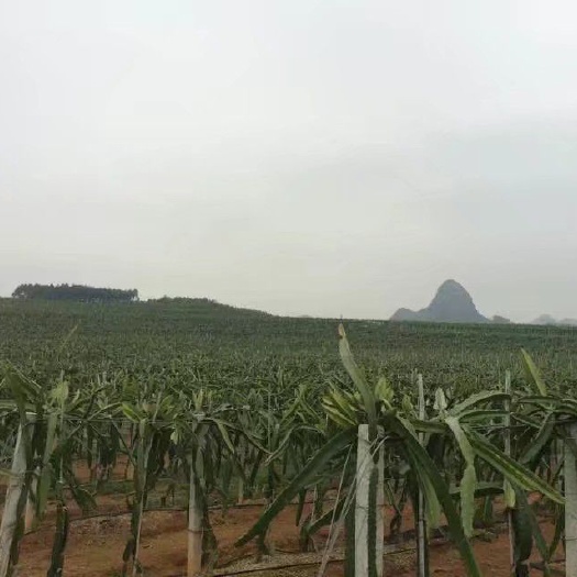 台山市大红火龙果苗 