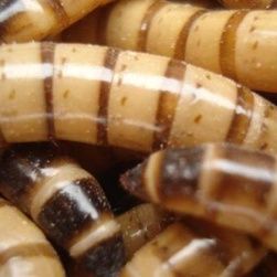 大麦虫  龙鱼饲料金银红龙鱼专用鱼食