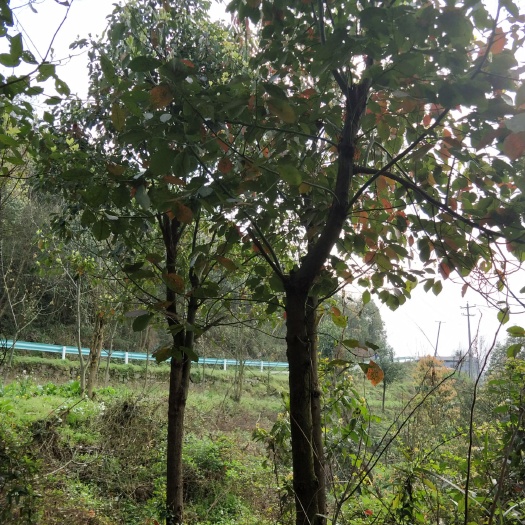 遵义全冠香樟
