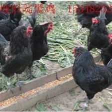 抚州土鸡蛋 食用 箱装