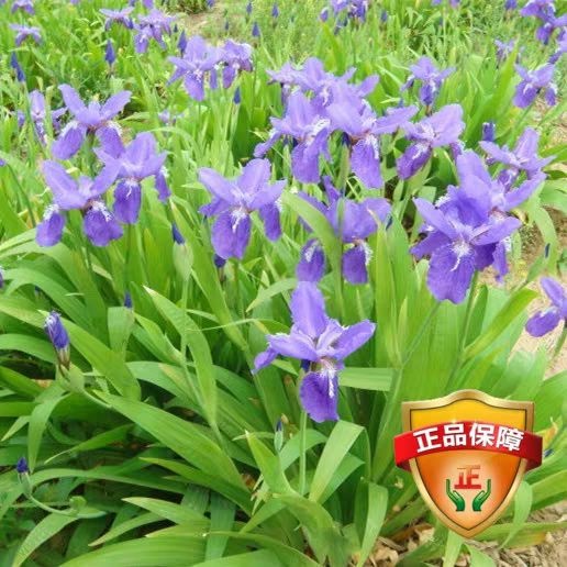 沭阳县蝴蝶兰 裸根不带土