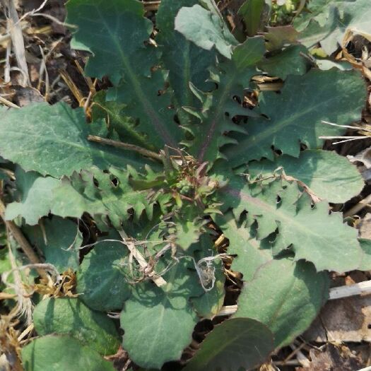 平原县韭苔 头茬 20~30cm