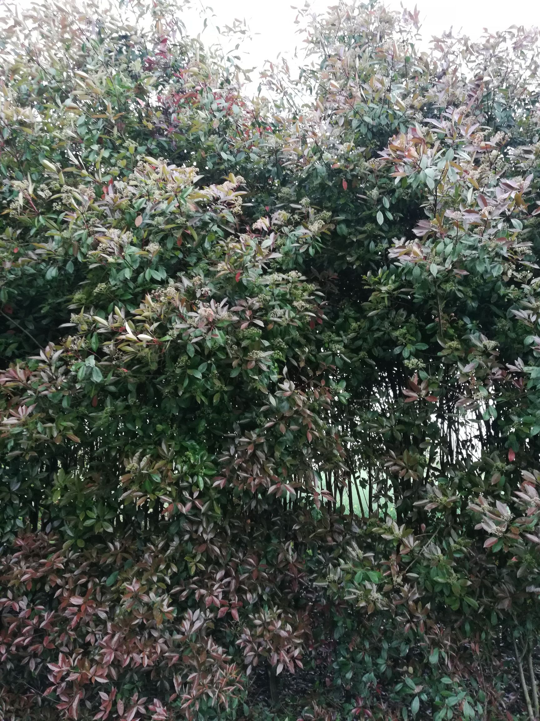 红叶石楠