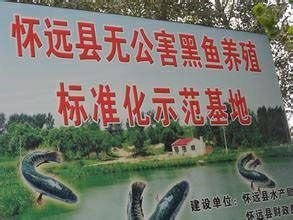 怀远县黑鱼苗
