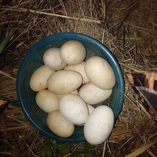 凤阳县土鹅蛋 食用 散装