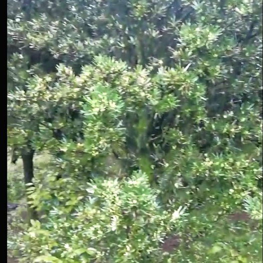 灵山县小叶罗汉松