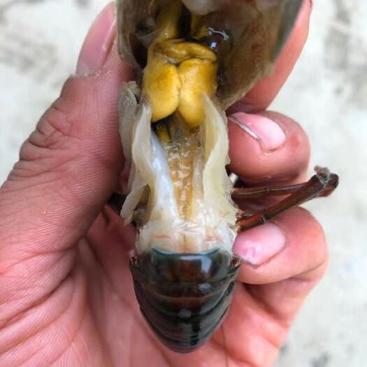 宿迁青壳小龙虾 6-8钱 人工养殖