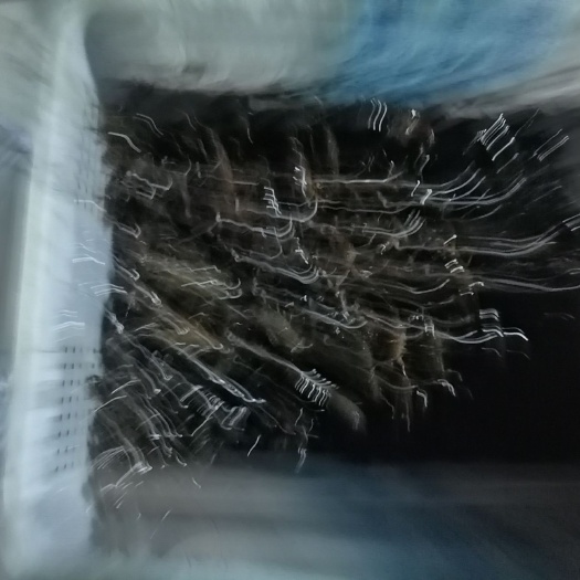 潜江市龙虾苗