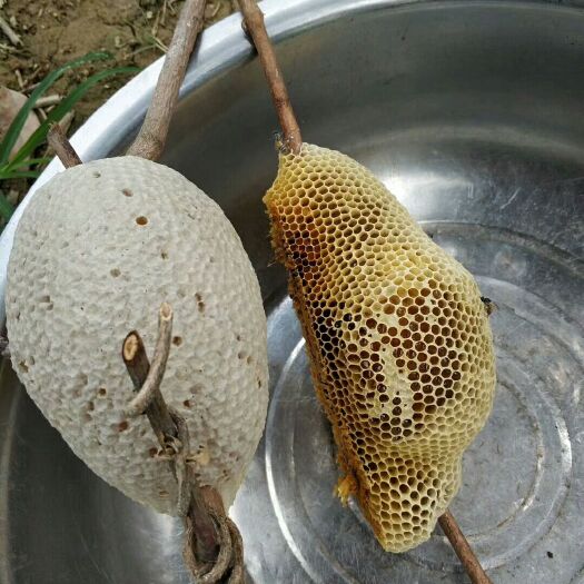 个旧市土蜂蜜  散装 2年  云南野生小挂蜂蜂蜜