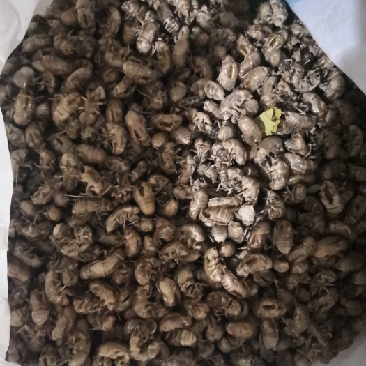 郑州蝉蜕