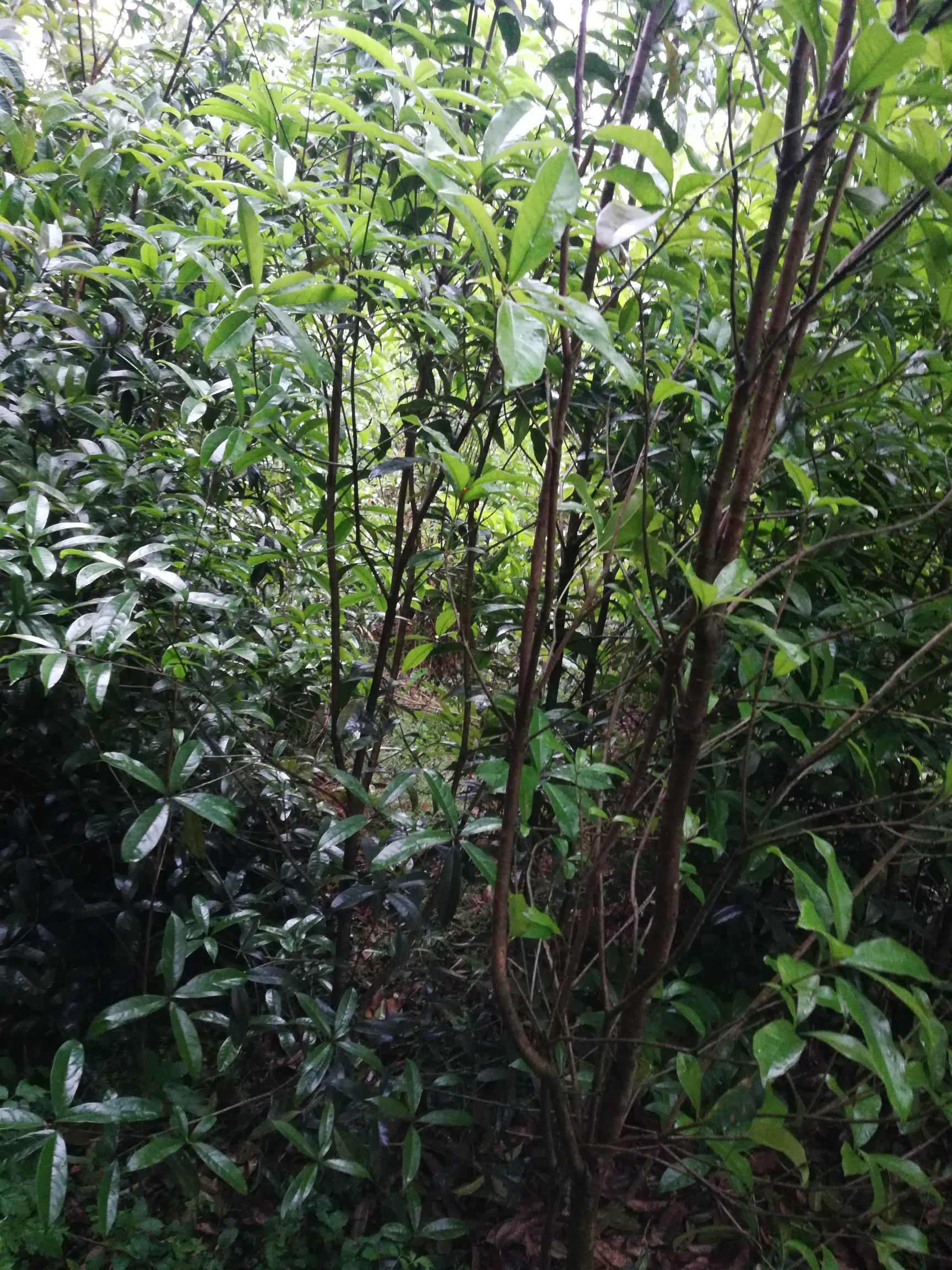 红叶石楠