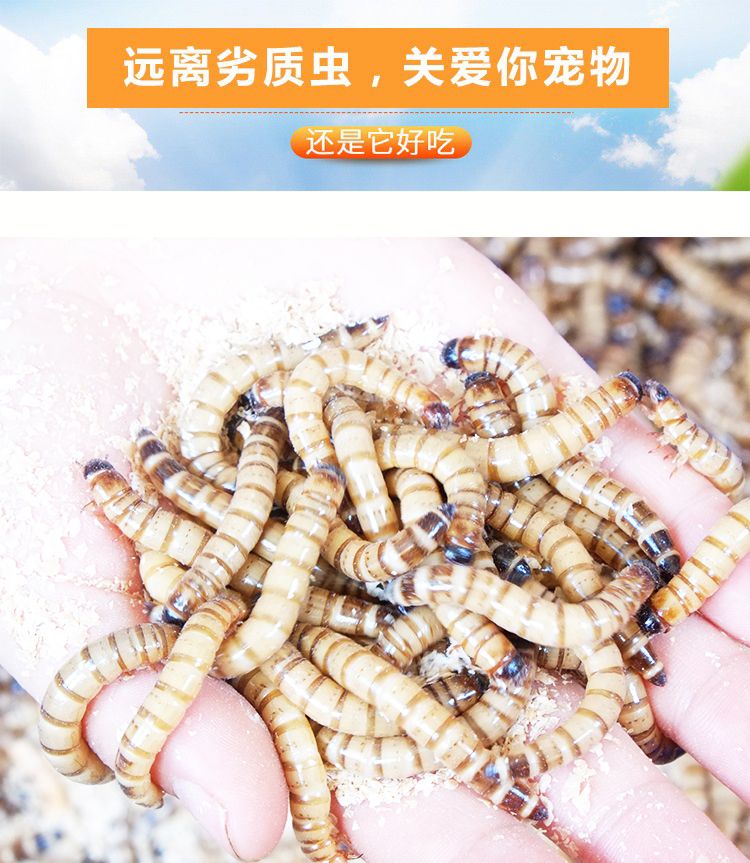 大麦虫  龙鱼饲料金银红龙鱼专用鱼食