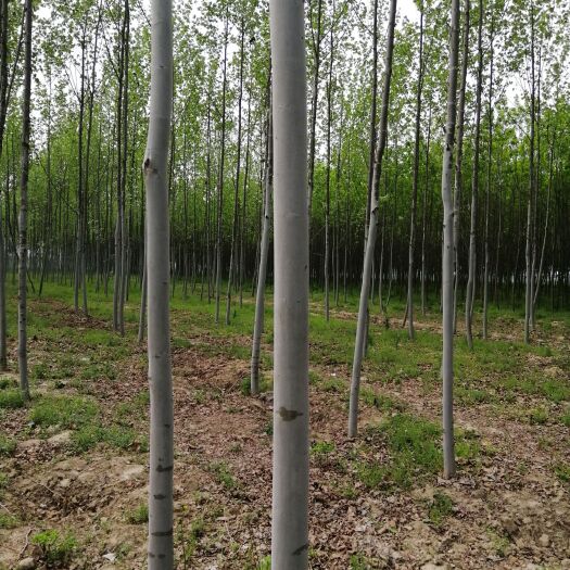 正阳县速生法桐