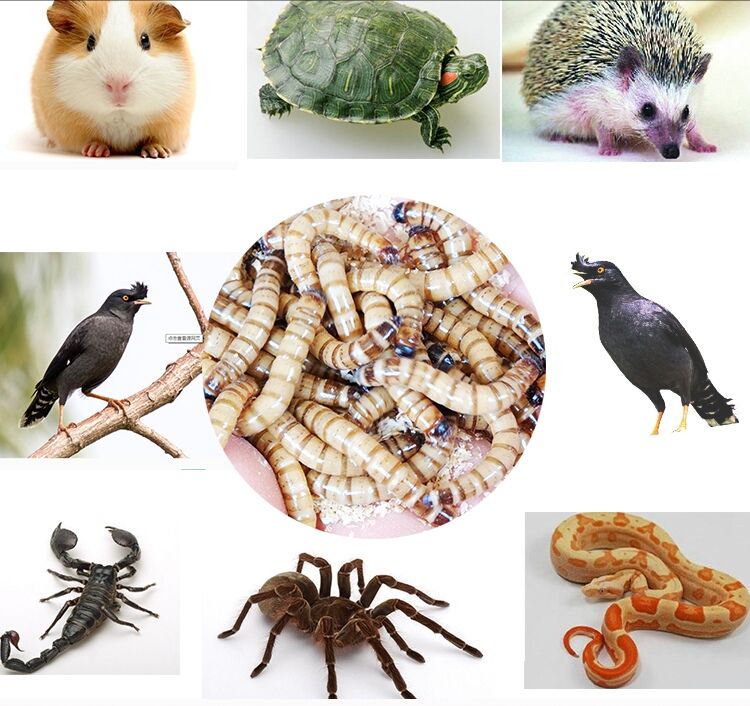 大麦虫  龙鱼饲料金银红龙鱼专用鱼食