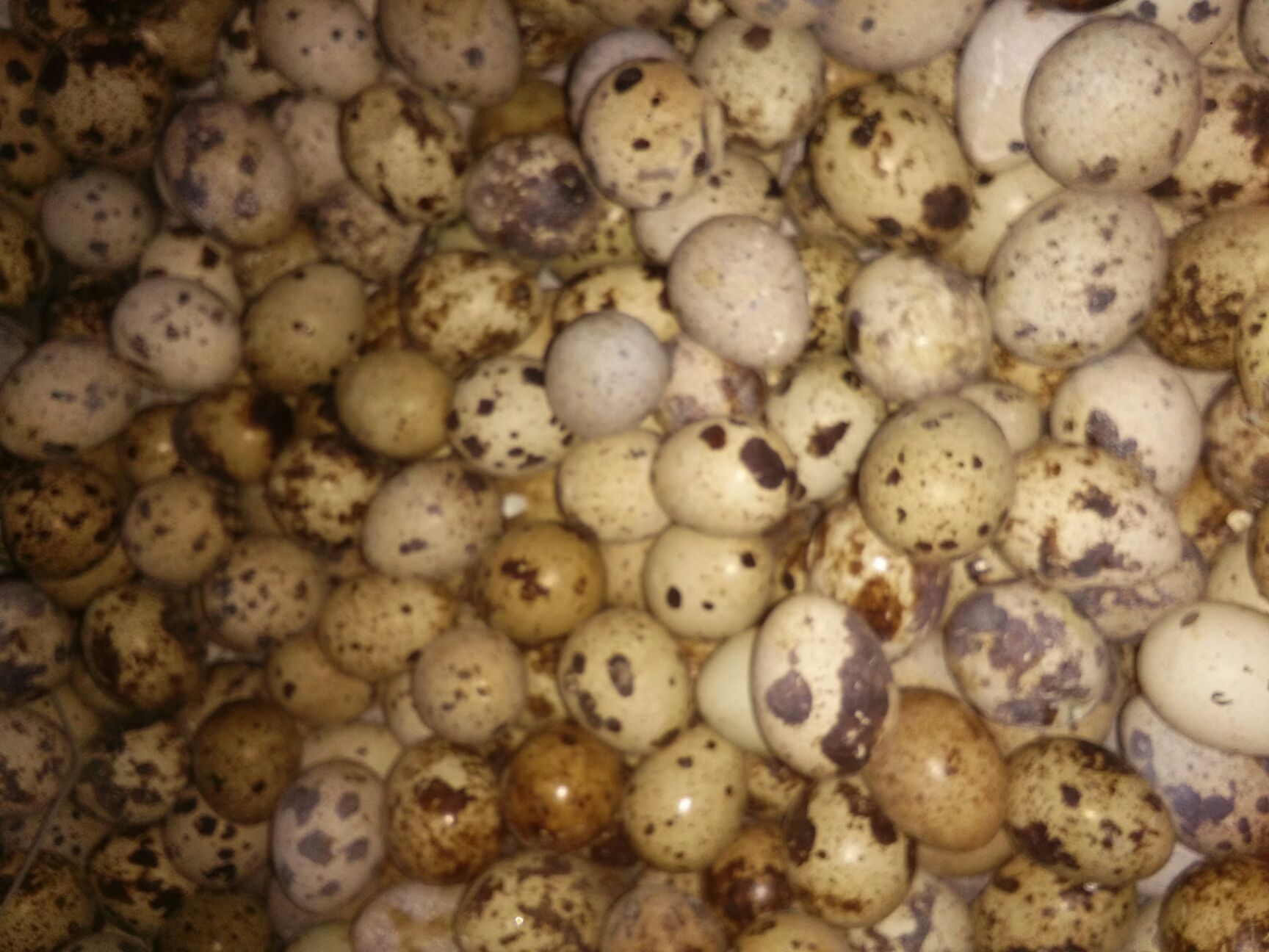 土鹌鹑蛋 食用 箱装 