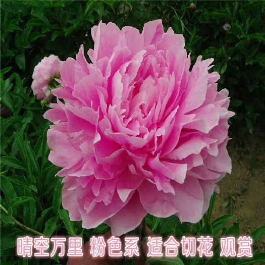 菏泽多花芍药 0.5米以下 2~4cm