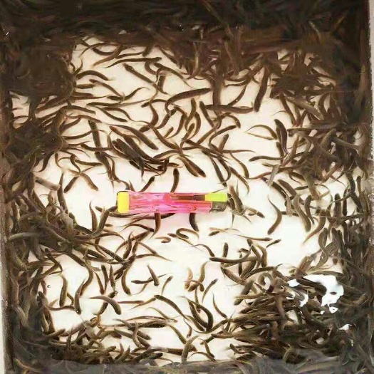 长丰县拟泥鳅苗