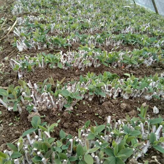 溆浦县湘蕾金银花苗 10公分以下