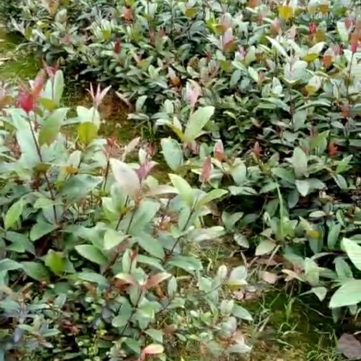 灵山县桃金娘苗 0.5~1米