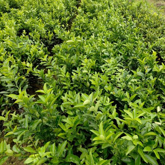 灵山县茂谷柑苗 嫁接苗 1~1.5米
