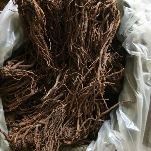 巫溪岷当归