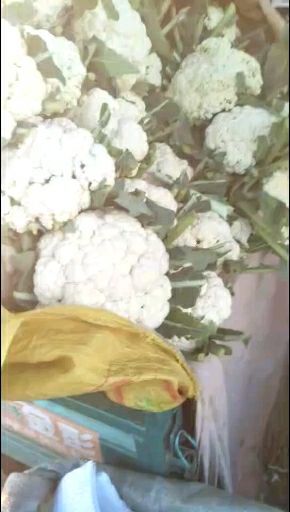 邯郸雪宝菜花 紧密 1~2斤