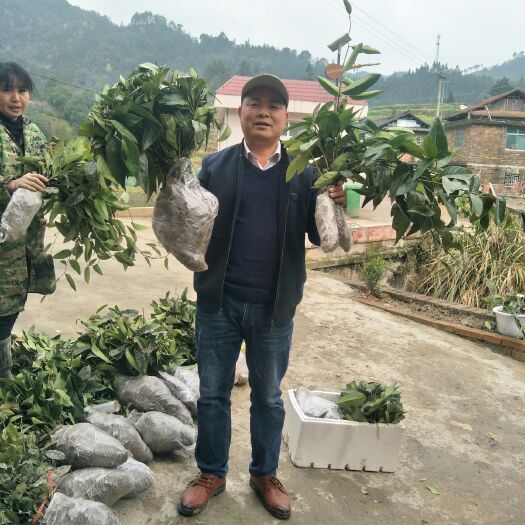 通道县粉红黑老虎苗  布福娜实生二年苗  根系发达  产地现挖现发