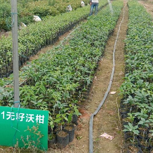 南宁091无核沃柑苗 嫁接苗 0.35~0.5米
